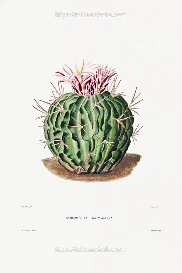 Echinocactus Pentacanthus from Iconographie descriptive des cactées by Charles Antoine Lemaire apercu