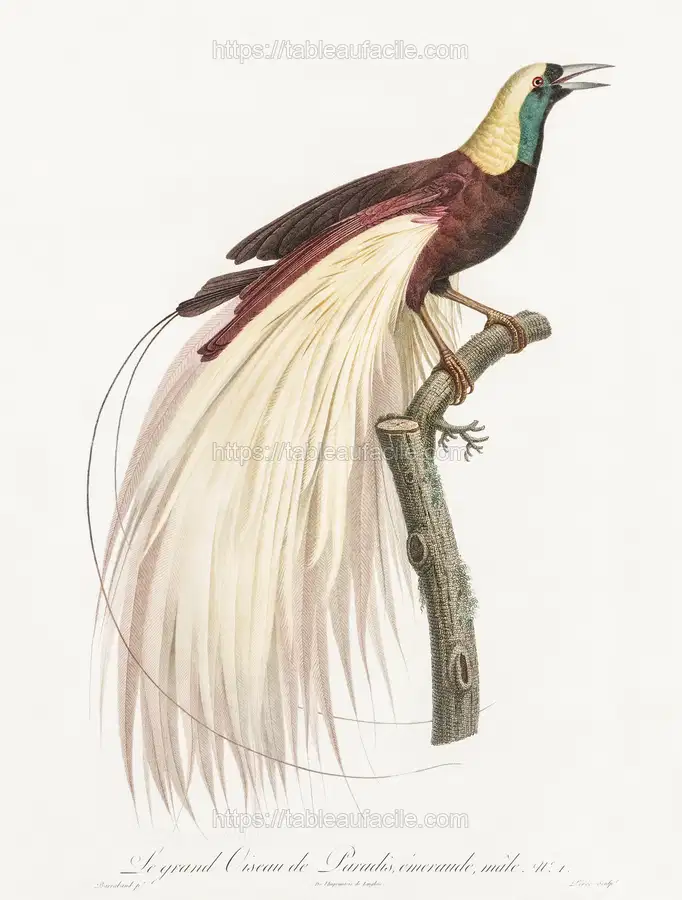Emperor bird-of-paradise, male from Histoire Naturelle des Oiseaux de Paradis et Des Rolliers (1806) by Jacques Barraband apercu