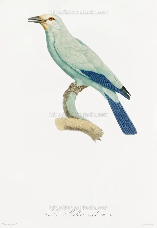 Green roller from Histoire Naturelle des Oiseaux de Paradis et Des Rolliers (1806) by Jacques Barraband apercu