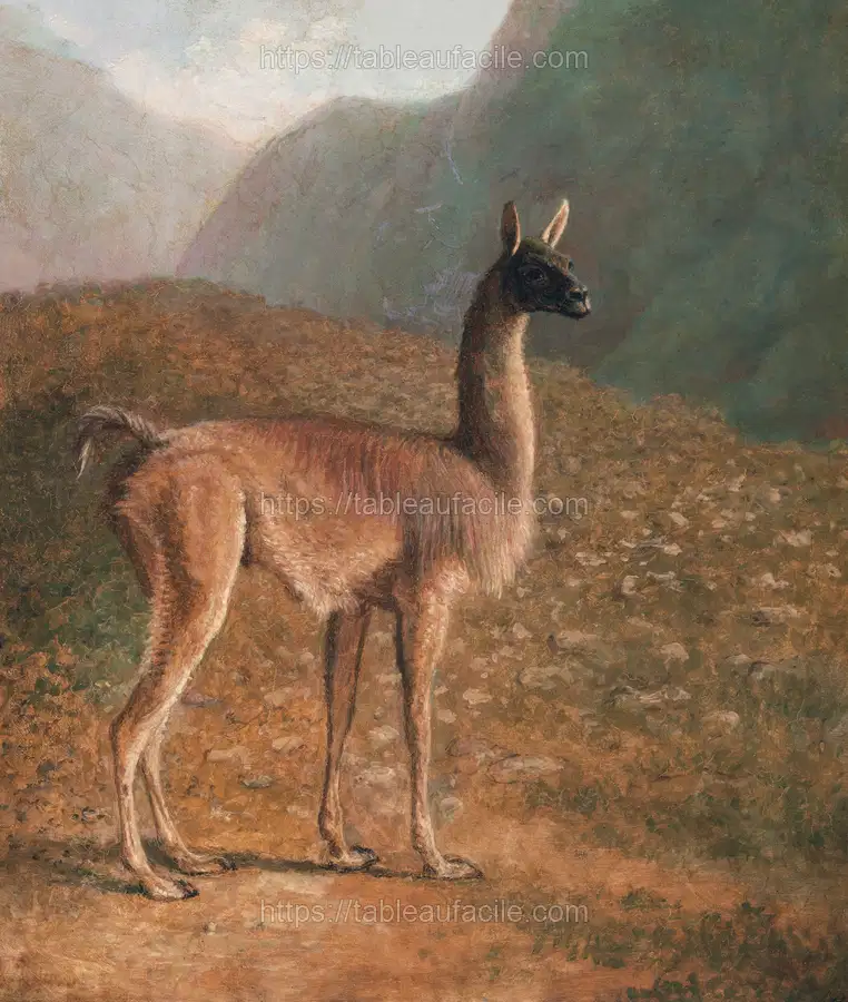 Guanaco (ca. 1848) by Jacques–Laurent Agasse apercu
