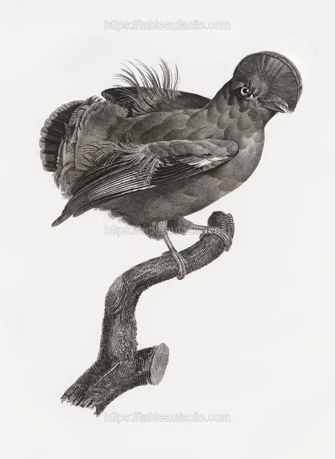 Guianan cock-of-the-rock, male from Histoire Naturelle des Oiseaux de Paradis et Des Rolliers (1806) by Jacques Barraband apercu