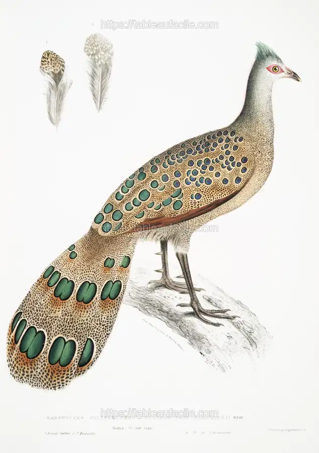 Hardwicke_s Polyplectron (Polyplectron Hardwickii) from Illustrations of Indian zoology (1830-1834) by John Edward Gray (1800-1875). apercu