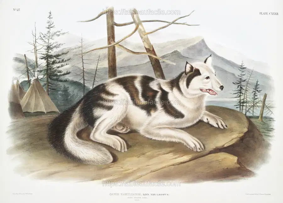Hare-Indian Dog (Canis familiaris) from the viviparous quadrupeds of North America (1845) illustrated by John Woodhouse Audubon apercu