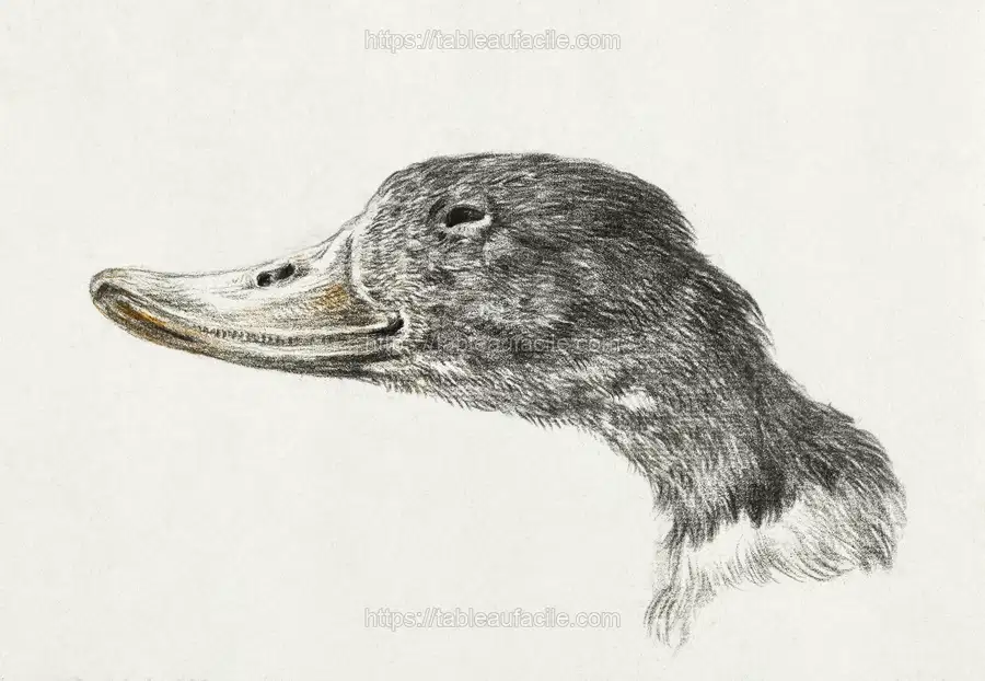 Head of a shelduck (1828) by Jean Bernard apercu