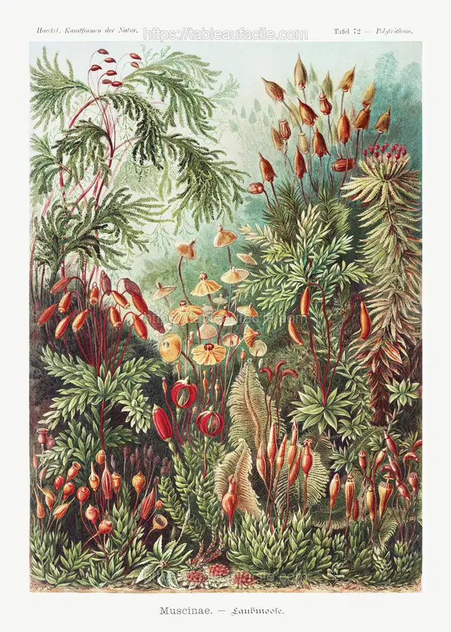 Muscinae–Laubmoose  A. Giltsch, gem from Kunstformen der Natur (1904) by Ernst Haeckel apercu