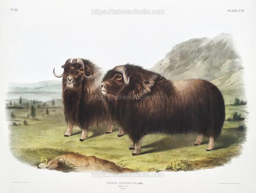Musk Ox (Ovibos moschatus)(1845) illustrated by John Woodhouse Audubon apercu