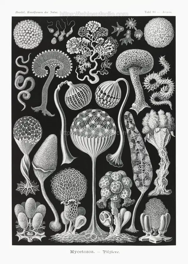 Mycetozoa–Pilztiere from Kunstformen der Natur (1904) by Ernst Haeckel apercu
