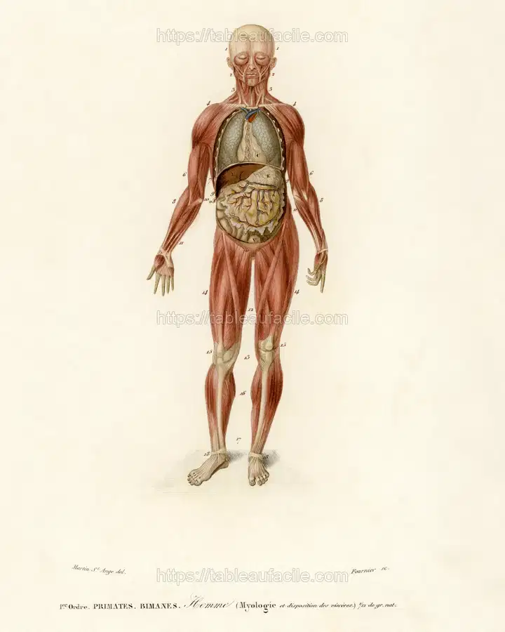 Myology and disposition of the viscera illustrated by Charles Dessalines D_ Orbigny apercu