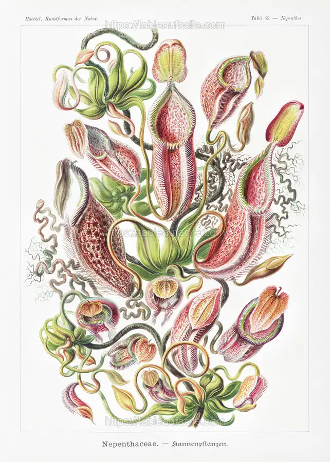 Nepenthaceae–Kannenpflanzen from Kunstformen der Natur (1904) by Ernst Haeckel apercu