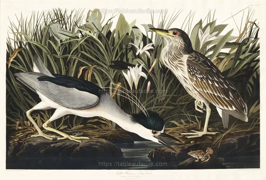 Night Heron, or Qua bird from Birds of America (1827) by John James Audubon, etched by William Home Lizars apercu