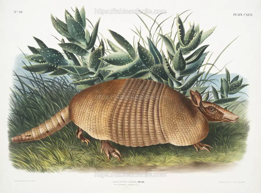 Nine-banded Armadillo (Dasypus Peba) from the viviparous quadrupeds of North America (1845) illustrated by John Woodhouse Audubon apercu