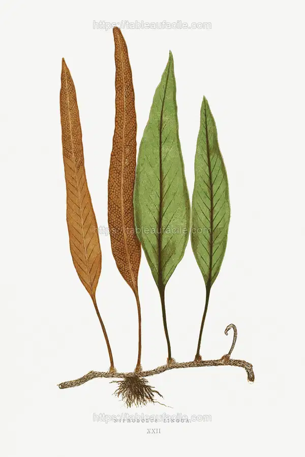 Niphobolus Ingua from Ferns British and Exotic (1856-1860) by Edward Joseph Lowe apercu