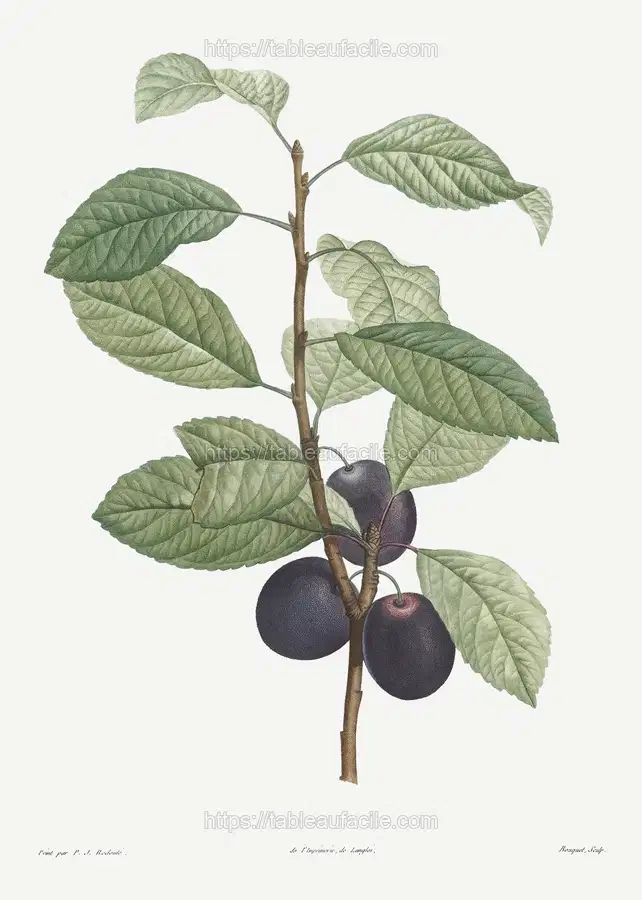 Prune fruit from La Botanique de J. J. Rousseau by Pierre-Joseph Redouté apercu