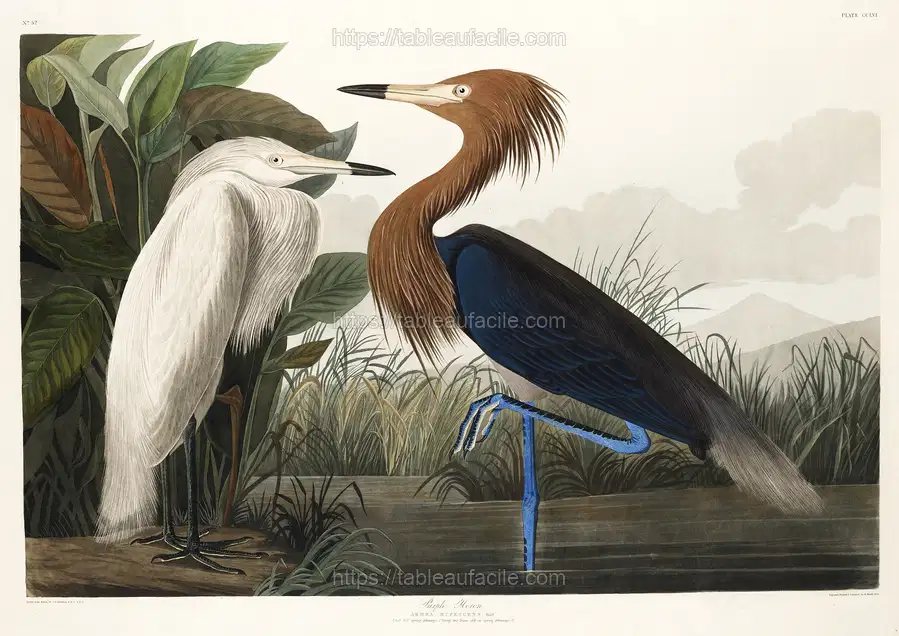 Purple Heron from Birds of America (1827) by John James Audubon apercu