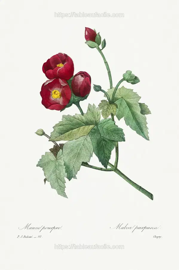 Purple Mallow by Pierre-Joseph Redouté apercu