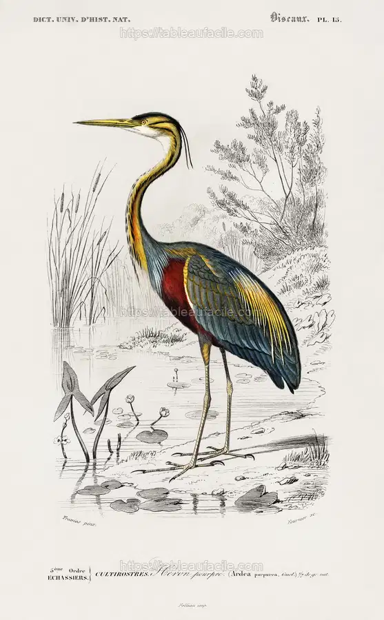 Purple heron (Ardea purpurea) illustrated by Charles Dessalines D_ Orbigny apercu
