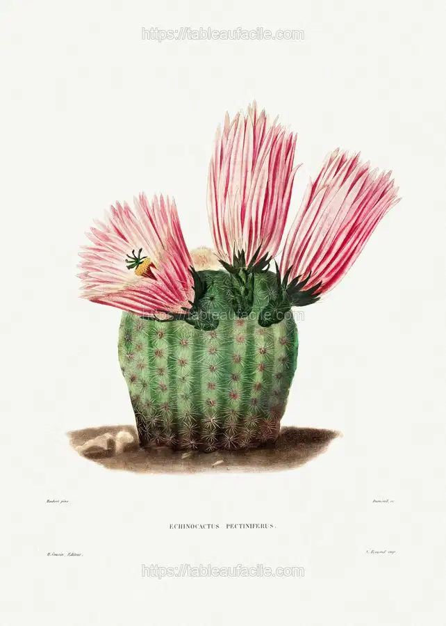 Rainbow Cactus (Echinocactus Pectiniferus) from Iconographie descriptive des cactées by Charles Antoine Lemaire apercu