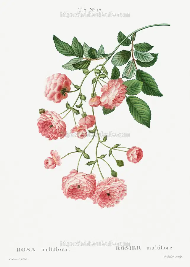 Rambler Rose (Rosa multiflora) from Traité des Arbres et Arbustes que l’on cultive en France en pleine terre (1801–1819) by Pierre-Joseph Redouté apercu