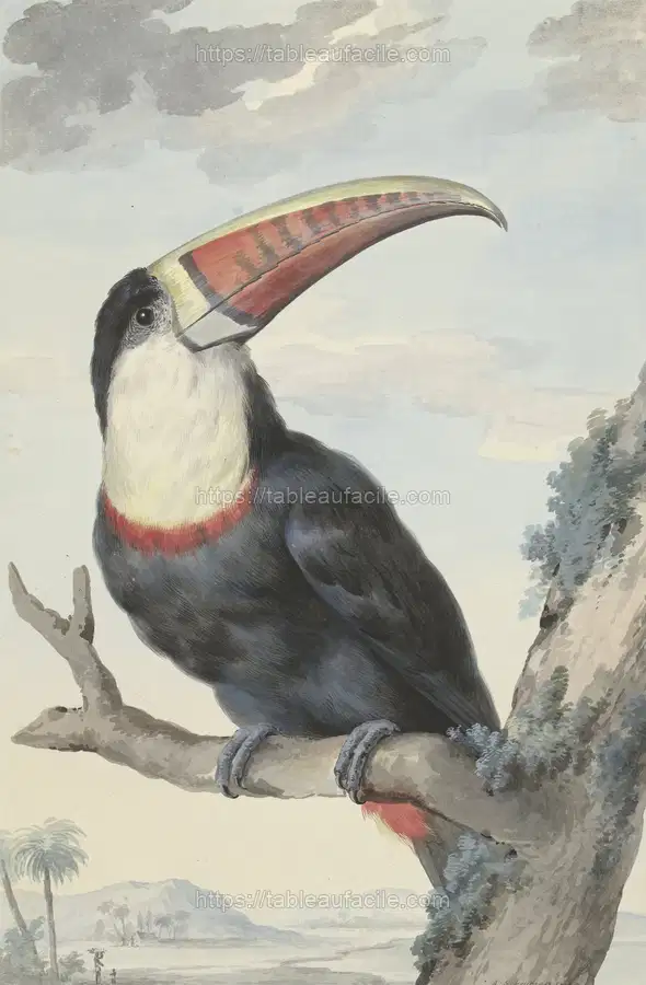 Red-billed Toucan (1748)  by Aert Schouman. apercu