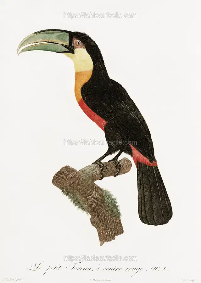Red-billed Toucan from Histoire Naturelle des Oiseaux de Paradis et Des Rolliers (1806)by Jacques Barraband apercu
