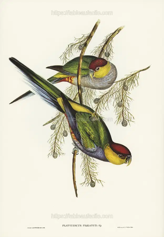 Red-capped Parakeet (Platycercus pileatus) illustrated by Elizabeth Gould apercu