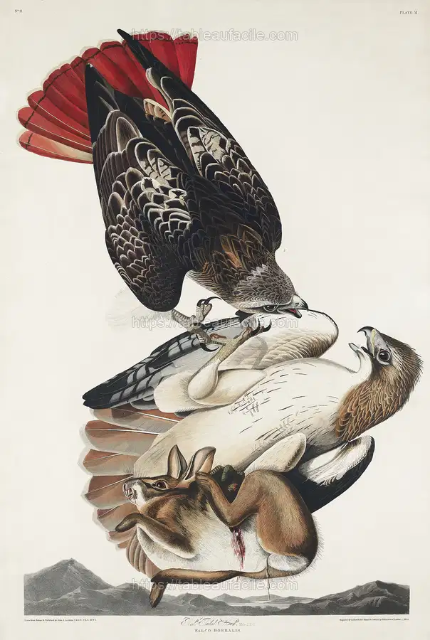 Red-tailed Hawk from Birds of America (1827) by John James Audubon apercu