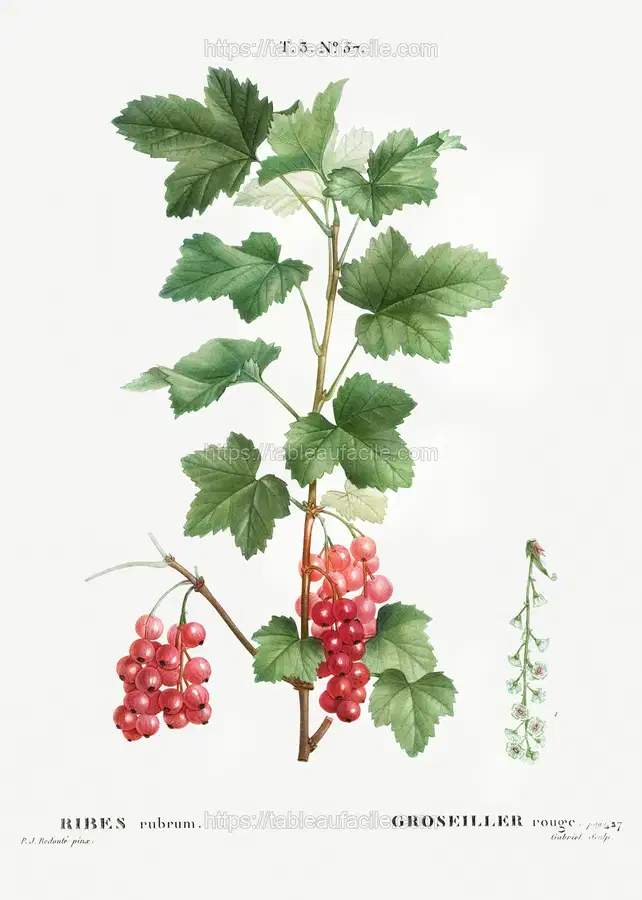 Redcurrant (Ribes rubrum) from Traité des Arbres et Arbustes que l’on cultive en France en pleine terre (1801–1819) by Pierre-Joseph Redouté apercu