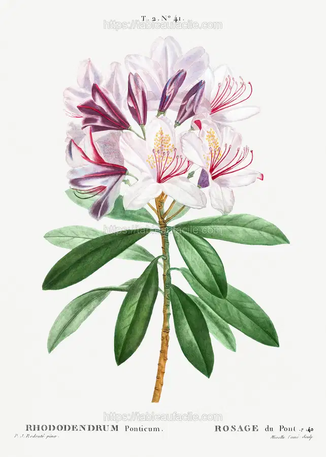 Rhododendron ponticum from Traité des Arbres et Arbustes que l’on cultive en France en pleine terre (1801–1819) by Pierre-Joseph Redouté apercu