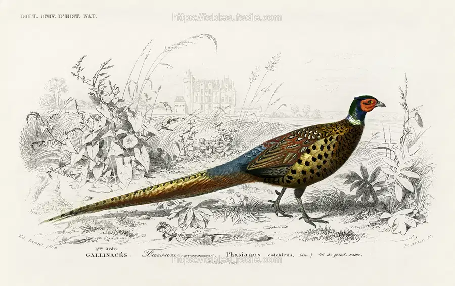 Ring-neckrd pheasant (Phasianus colchicus) illustrated by Charles Dessalines D_ Orbigny apercu