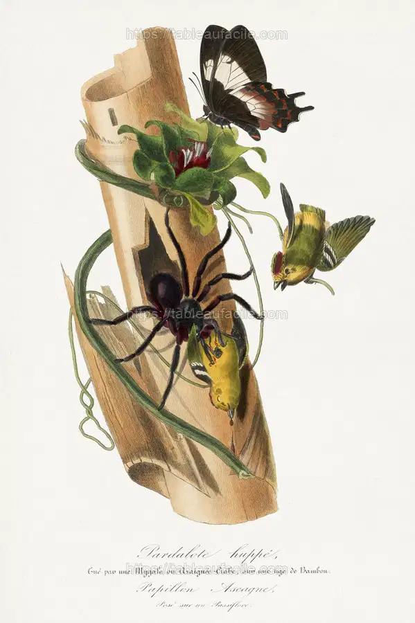 Spotted pardalote bird painting. 1842 edition of Le Jardin Des Plantes by Paul Gervais. apercu