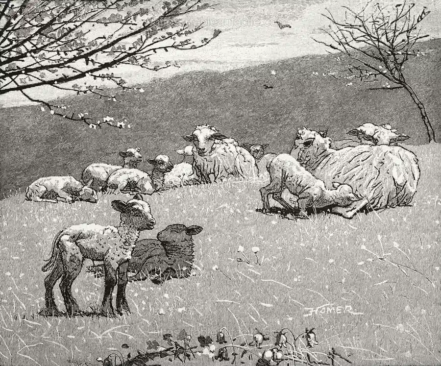 Spring Lamb (1880) by Winslow Homer apercu