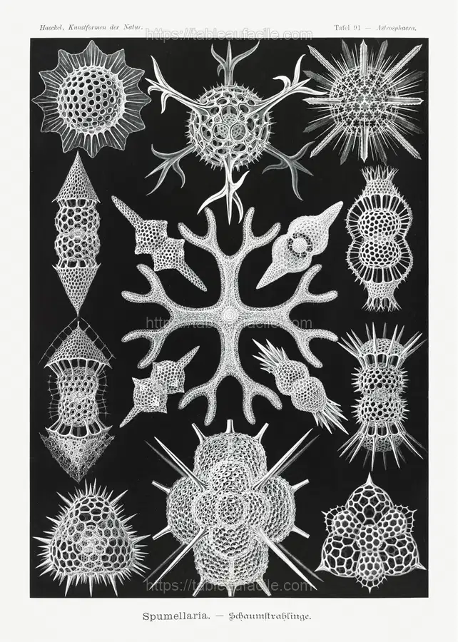 Spumellaria–Schaumstrahlinge (1904) by Ernst Haeckel apercu