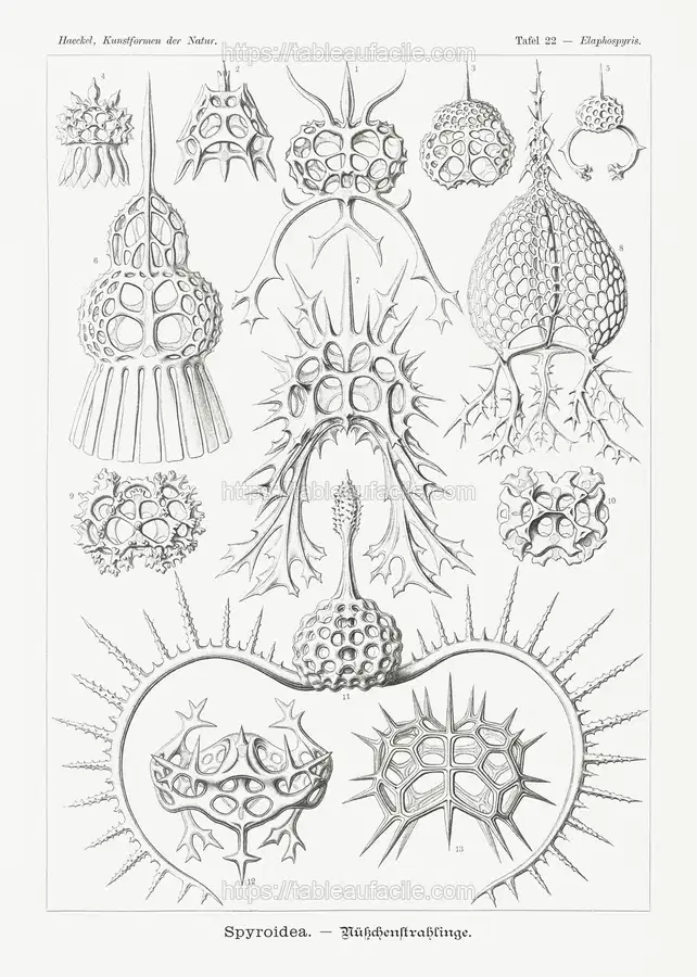 Spyroidea–Nükchenstrahlinge from Kunstformen der Natur (1904) by Ernst Haeckel 1b apercu