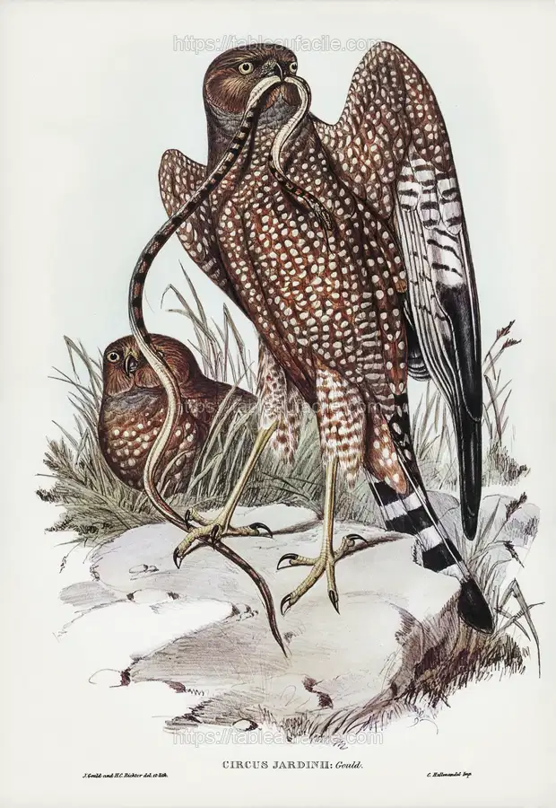 Square-tailed kite (Circus jardinii) illustrated by Elizabeth Gould apercu