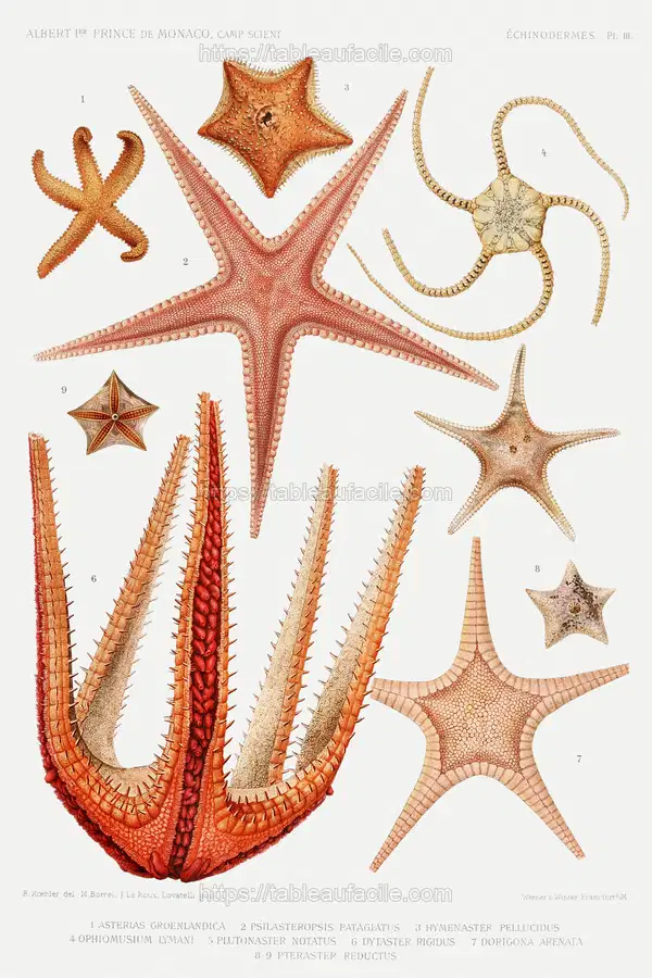 Starfish varieties set illustration from Résultats des Campagnes Scientifiques by Albert I apercu