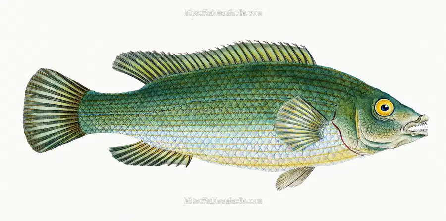 Streaked wrasse from The Natural History of British Fishes (1802) by Edward Donovan apercu