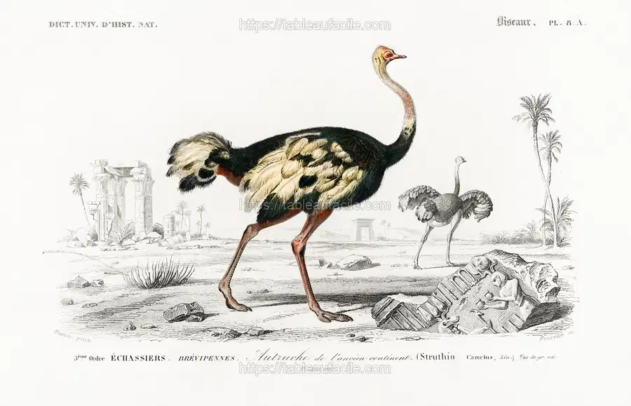 Struthio (Autruche de lancien continent) illustrated by Charles Dessalines D_ Orbigny apercu